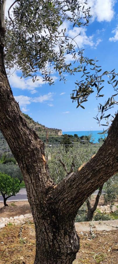 Dimora Mediterranea Mattinata Dış mekan fotoğraf
